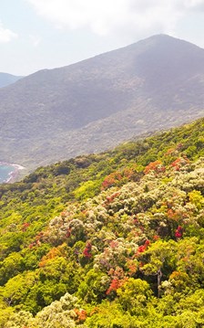 Khuyến cáo không tham gia tour trekking trái phép tại Sơn Trà