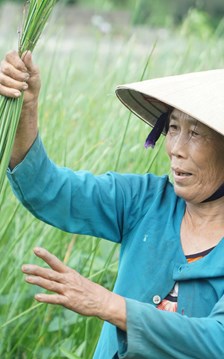 Dạo sông Thu Bồn, ngắm đồng lác xanh rì, nghe chuyện làng nghề 