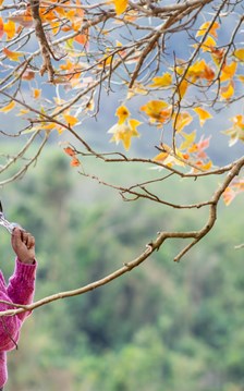 Mãn nhãn với mùa phong hương trút lá