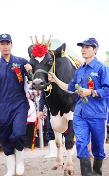 40 “nàng hậu” bò sữa Mộc Châu bước vào mùa tranh ngôi vương 