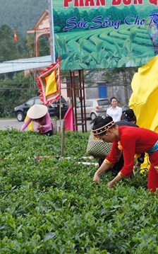 Công nghệ số mở lối cho “thủ phủ trà”