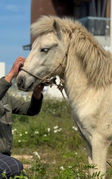 Giữ một nét riêng cho du lịch biển bằng tiếng vó ngựa