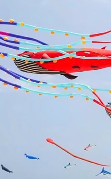 Festival Diều Sầm Sơn có gì đặc biệt trước giờ khai hội?