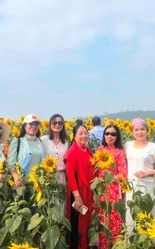 Cánh đồng hướng dương nở rộ sắc vàng “hút” khách check in 