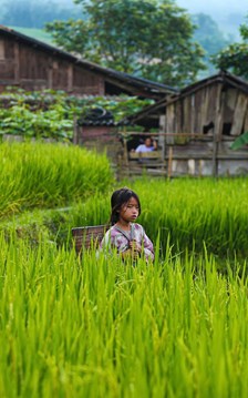 Sắc xanh dịu dàng dưới chân dãy Hoàng Liên