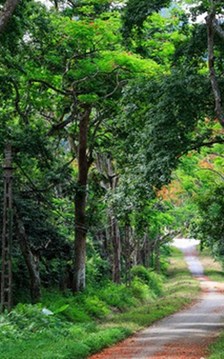 Từ ngày 25.6, phạt đến 50 triệu đồng đối với hành vi đầu tư du lịch sinh thái, nghỉ dưỡng sai phạm trong rừng đặc dụng 