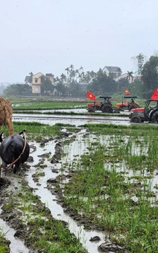 Về Hội An, tham gia lễ hội xuống đồng ngày đầu năm mới
