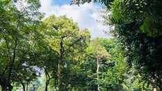 Hà Nội tính tỉa chùm hoa sữa, giữ cây nhưng giảm nỗi khổ của người sống bên cây