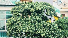  Chuyện từ cây hoa sữa