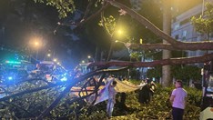 Lại có người chết vì cây gãy: Bao giờ rủi ro được chặn trước cơn giông?