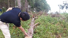 Rừng phòng hộ bị chặt hạ ở Lâm Đồng, đơn vị quản lý rừng không biết: Thời gian tới​ sẽ kiểm tra (!?)