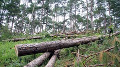 Lại phát hiện vụ chặt hạ rừng thông ở Lâm Đồng