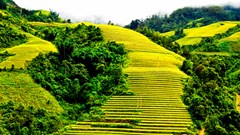 Ngắm ruộng bậc thang mùa lúa chín, từ Sa Pa đến rẻo Mường Khương