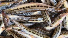 Đặc sản hiếm cá chạch cát ở vùng núi: Có tiền chắc gì đã mua được