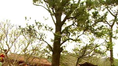 KHÁM PHÁ NÚI NGŨ ĐÀI- CHÍ LINH:   Bài 1- Lên núi Đống Thóc, thăm chùa Bát Hương