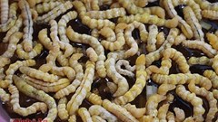 Ấu trùng giá 4 triệu đồng/kg vẫn hút khách