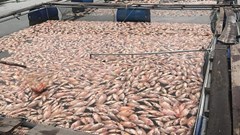 Quảng Nam: Hơn 50 tấn cá nuôi chết nổi trắng đập sau một đêm
