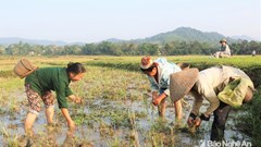Đặc sản “pắc vẹn” lạ mà ngon tuyệt cú mèo của người Thái vào mùa
