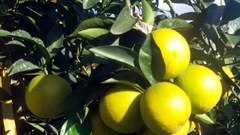 Quảng bá nông sản Việt trên các chuyến bay quốc tế