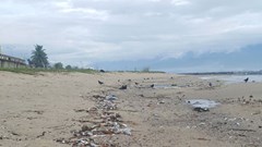 Biển vịnh Đà Nẵng: Ô nhiễm do cá chết