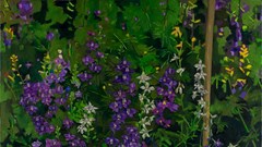 Tết về trong những bức tranh “Xuân sớm”