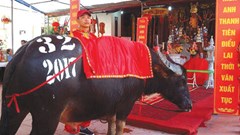 Lễ hội chọi trâu Đồ Sơn 2017: Nhiều biến tướng, tiêu cực đã được "dọn dẹp"