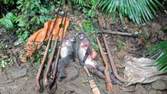 Nghệ An: Bắt nhóm đối tượng săn bắt động vật hoang dã, bắn voọc xám