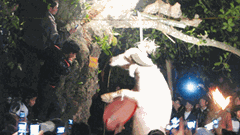 Loại bỏ bạo lực, phản cảm trong lễ hội: Treo cổ trâu hay chém lợn là những hủ tục không được tổ chức