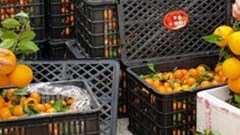 Nghệ An: Bắt giữ gần 2 tấn hoa quả không rõ nguồn gốc xuất xứ