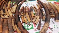 Hải Phòng:​​​​​​​ Phát hiện, thu giữ trên 500 kg ngà voi, vảy tê tê nhập lậu