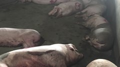 Ninh Thuận: Truy tìm lái xe chở đàn lợn mắc bệnh lở mồm long móng