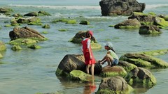 Mùa rêu xanh ở Nam Ô khiến du khách quên cả lối về