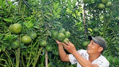 Trai miền Tây làm vườn cam sành bạc tỷ trên đất Lâm Đồng