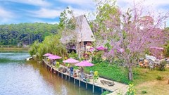 Đến Măng Đen, ngắm vẻ đẹp hút hồn của hoa Mai Anh đào