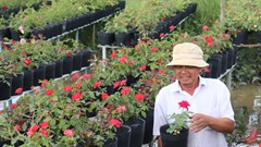 Sa Đéc-Hơn 300 năm chung tình với nghề trồng hoa hồng