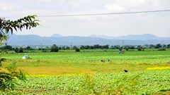 Gia Lai:  Nỗ lực chống hạn, cứu cây trồng