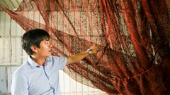 Chuyện lạ trên sông Chà Và: Nuôi cá bự trong lồng nhựa khổng lồ