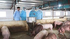Hà Nội: Tiêu hủy 172 con lợn bị dịch tả lợn châu Phi