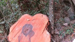 Phá rừng nghiêm trọng tại Phong Nha - Kẻ Bàng