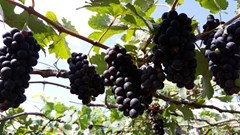 Trùm nho Ba Mọi trứ danh xứ Ninh Thuận: Muốn ủ rượu vang lâu hơn!