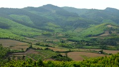 Tìm sâm trên đỉnh Chóp Chài