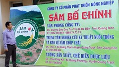 Tìm sâm trên đỉnh Chóp Chài: Đất lành cho sâm tiến vua