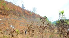Phó Chủ tịch UBND tỉnh Gia Lai yêu cầu kiểm tra, xử lý vụ “ém” thông tin cháy rừng