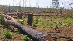 Chủ tịch xã nhận 350 triệu đồng bảo kê lâm tặc phá rừng