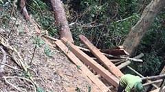 Thêm một vụ lâm tặc phá rừng ở Quảng Bình