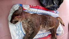 Nghệ An: Bắt giữ đối tượng vận chuyển động vật quý hiếm