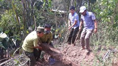Vụ phá rừng gỗ mun ở Phong Nha – Kẻ Bàng: Tìm thấy 3 hầm gỗ mun ở vườn nhà dân