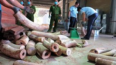 Khẩn trương điều tra mở rộng vụ án vận chuyển trái phép ngà voi từ nước ngoài vào Việt Nam