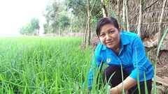 Mê làm cánh đồng lớn để mong dân làm giàu