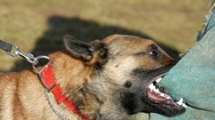 Để chó nuôi cắn chết người, người chủ có thể bị truy cứu trách nhiệm hình sự